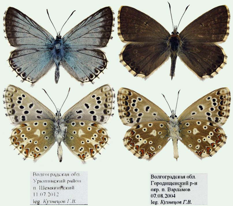 Polyommatus coridon